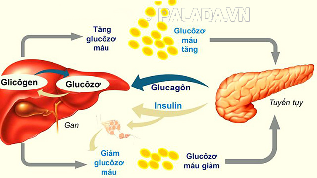 Glucose dư thừa được lưu trữ dưới dạng glycogen ở gan
