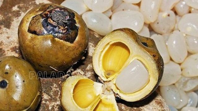 Hạt đác là loại hạt có màu trắng đục, dai giòn sần sần được tìm thấy nhiều ở Khánh Hòa và Phú Yên