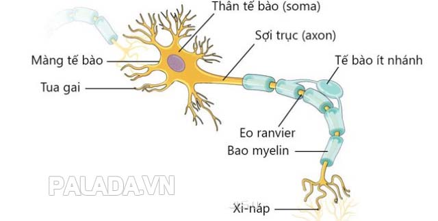 Hình ảnh mô thần kinh