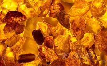 Hổ phách là nhựa cây hoá thạch