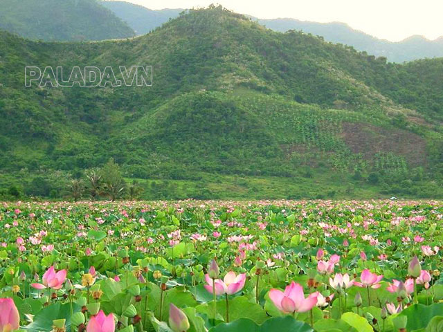 Mùa sen nở tại hồ Quan Sơn