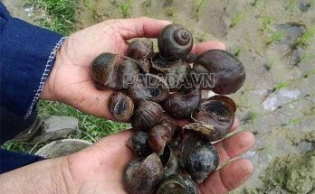 Ốc mít là một loại ốc nước ngọt quen thuộc
