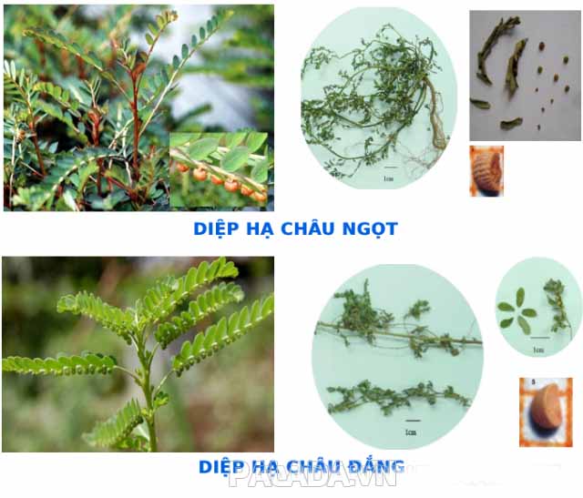 Tại Việt Nam tìm thấy 3 loại diệp hạ châu, trong đó diệp hạ châu ngọt và diệp hạ châu đắng có dược tính