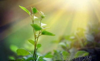 Quang hợp là quá trình trao đổi chất ở thực vật, tảo