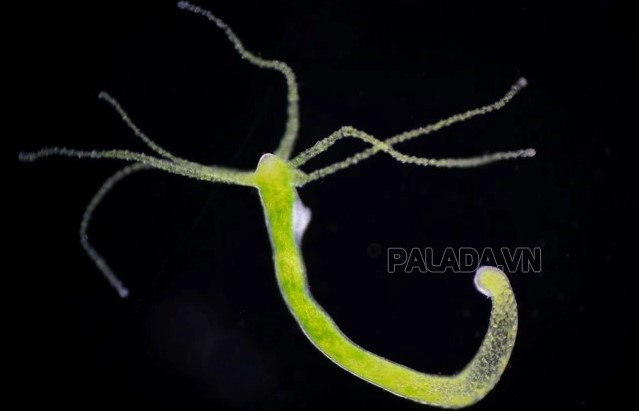 Bọt biển Hydra có khả năng sinh sản bằng cách nảy chồi