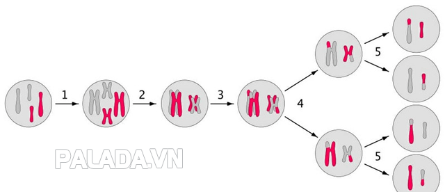 Quá trình tái tổ hợp tương đồng được xảy ra trong quá trình phân bào