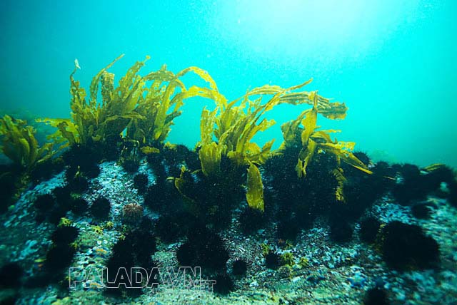 Thành phần có trong tảo biển có khả năng chống oxy hóa rất tốt