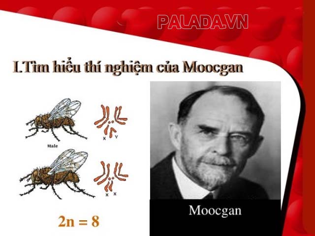 Moocgan thí nghiệm di truyền liên kết trên ruồi giấm