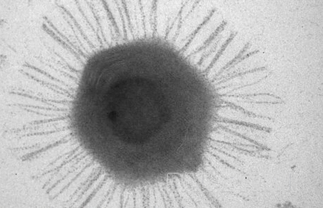 Virus khổng lồ được tìm thấy ở rãnh Mariana 